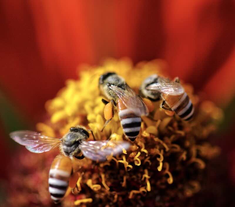 Bees on a flower.