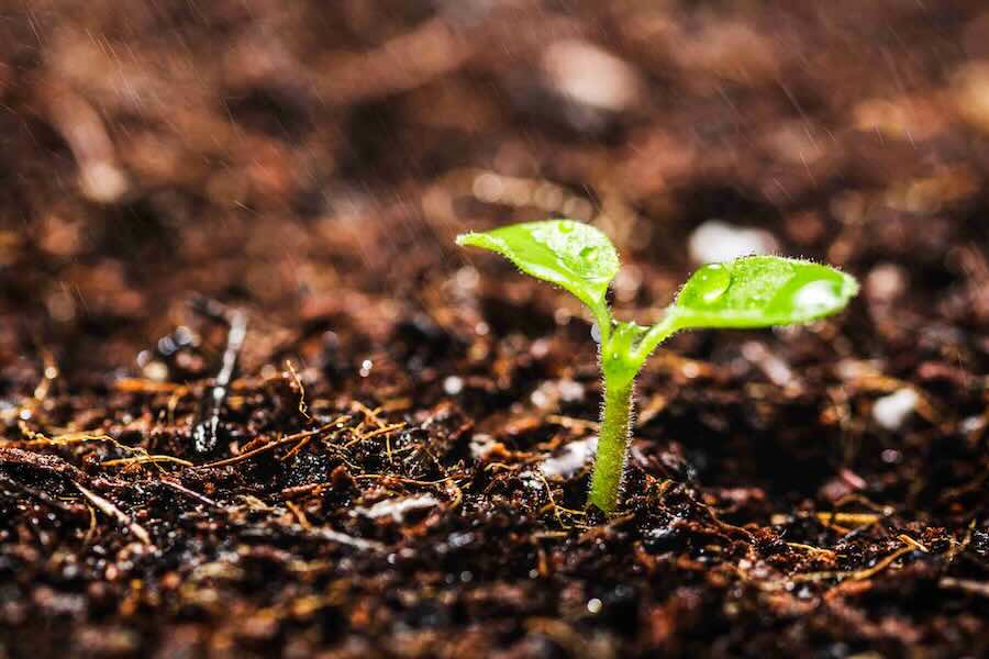 A seedling popup up through the soil.