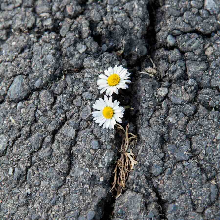 Flowers growing through the cracks of pavement.