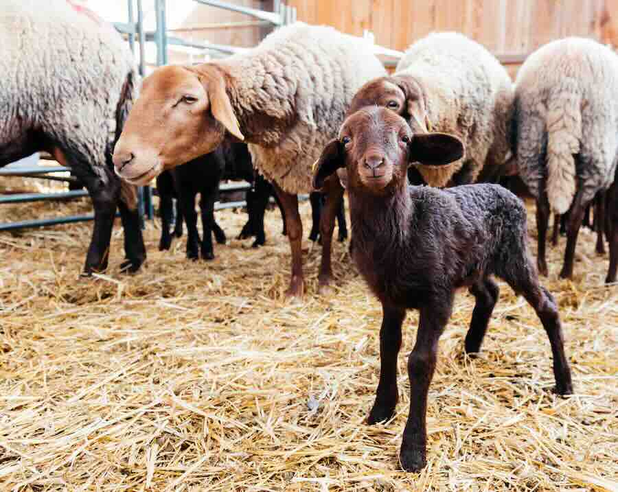 Flock of domestic sheep kids and grown animals on hay in enclosure during daytime